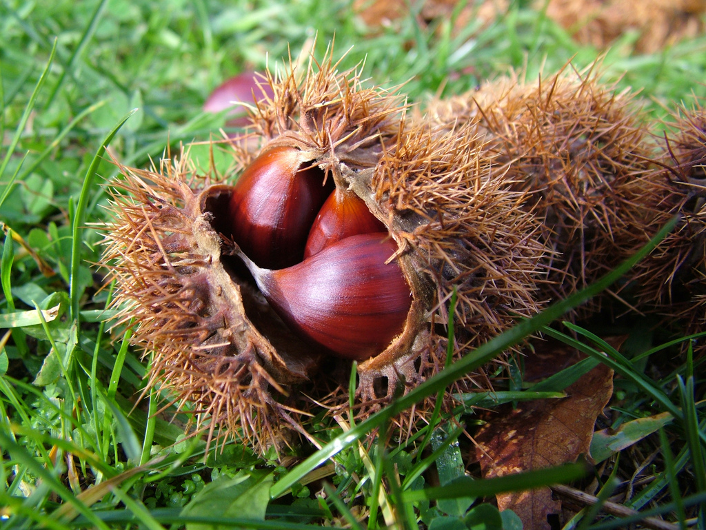 Castanea