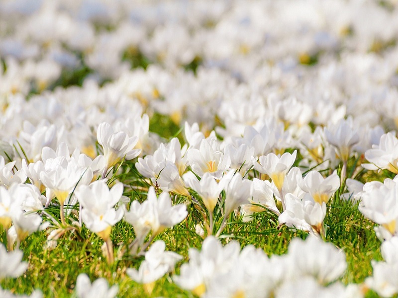 Festa Di Primavera