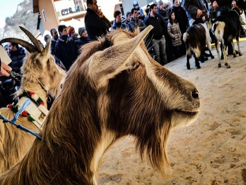 Fiera Delle Capre E Dell'Asinello