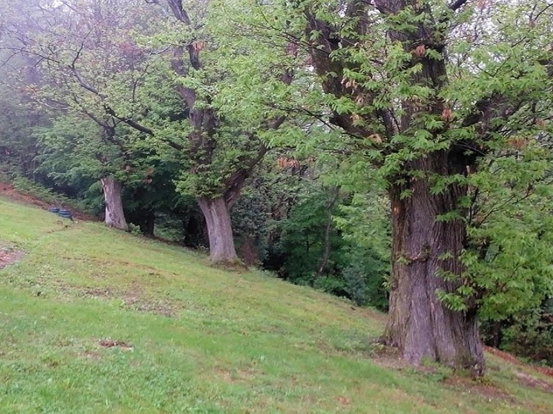 Passeggiata Nei Castagneti