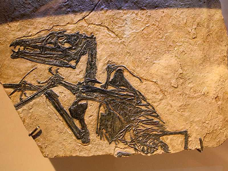 Apertura Parco Paleontologico