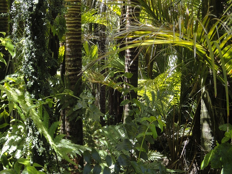 I Guardiani Della Foresta