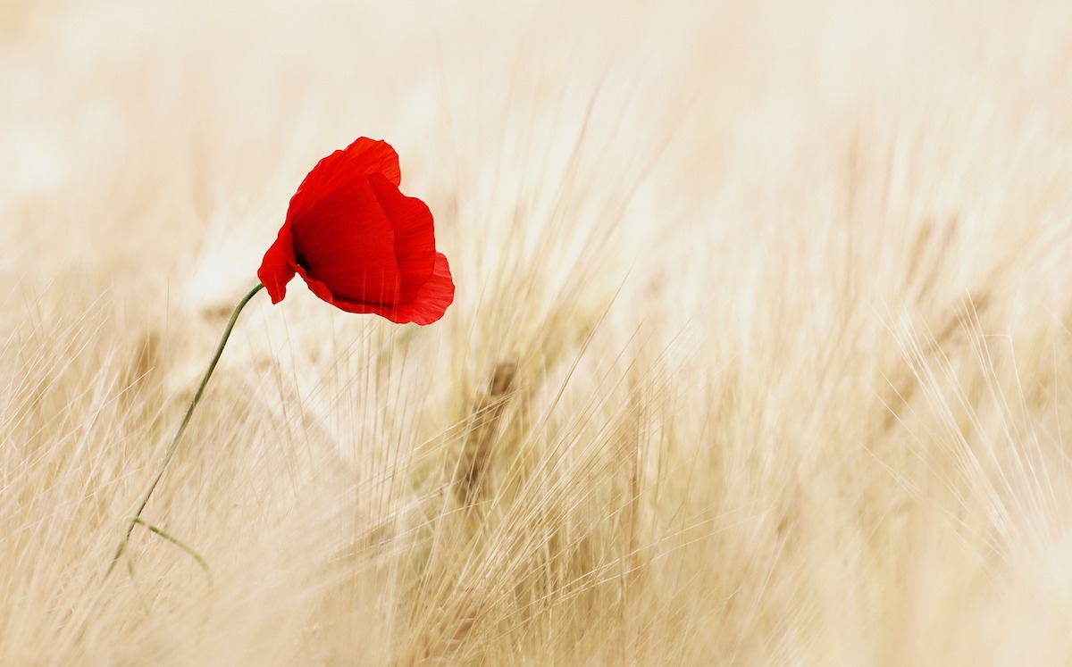 Nemmeno con un fiore