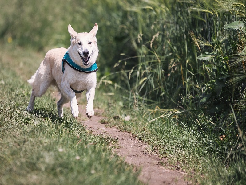 Il Cane Etologia Anatomia E Alimentazione