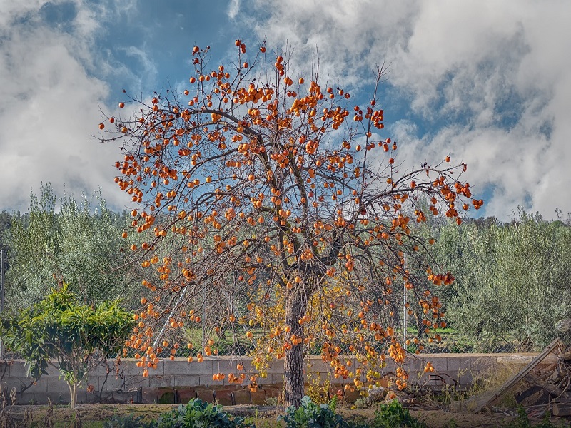 L'albero Della Pace