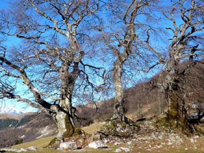 La Collina Storie Di Alberi, Di Boschi E Di Uomini 1