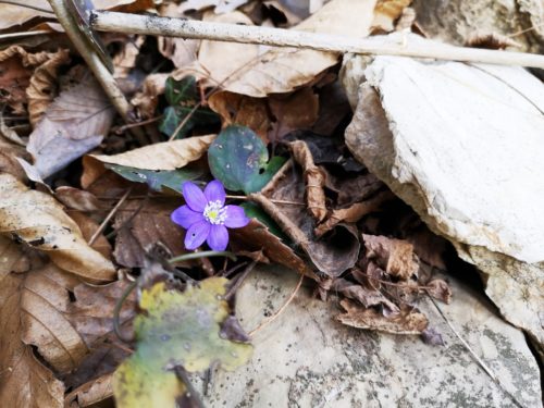 Viola comollia