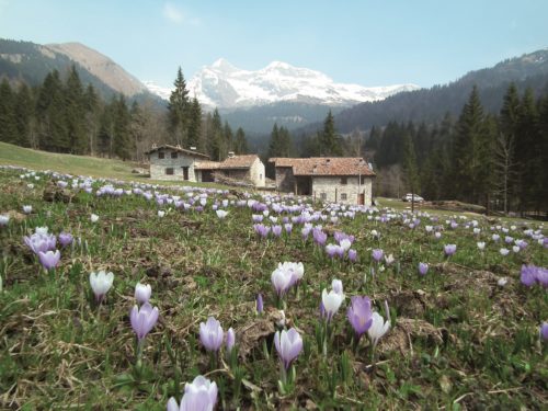 Crocus Albiflorus Al Moschel