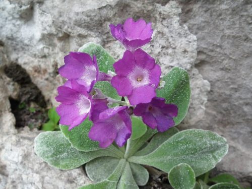 Primula Albenensis F.Pierino Bigoni