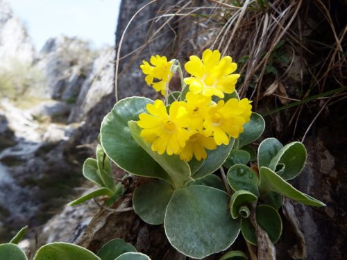 Primula Auricula