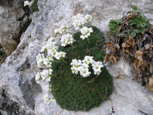 Saxifraga vandelii