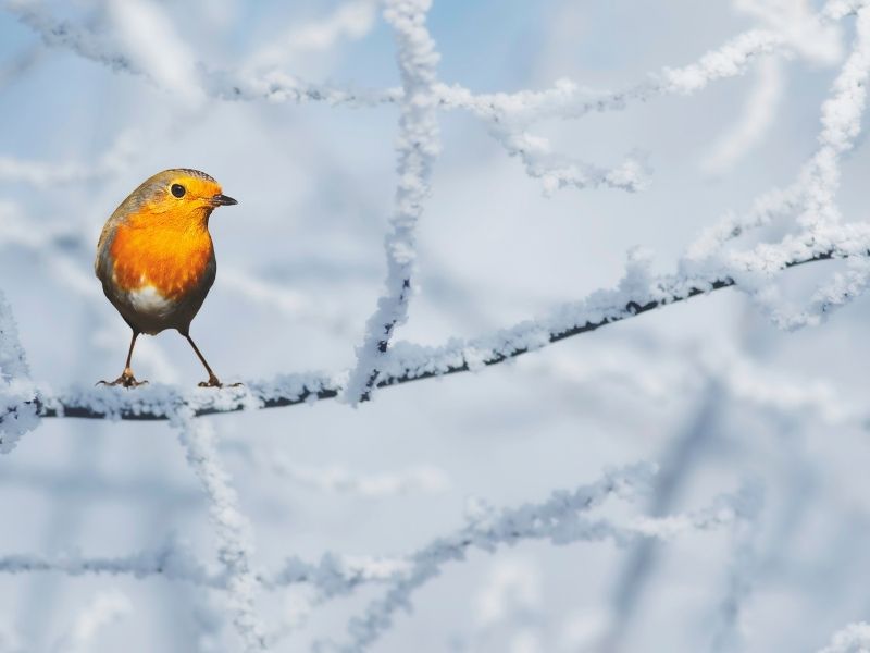 L'inverno per gli animali selvatici