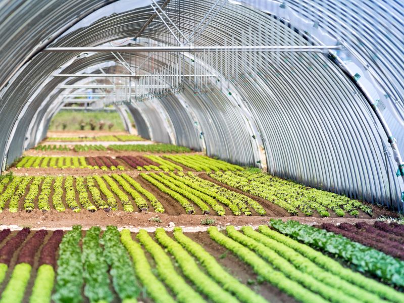 Il mercato agricolo di Piazza Orologio