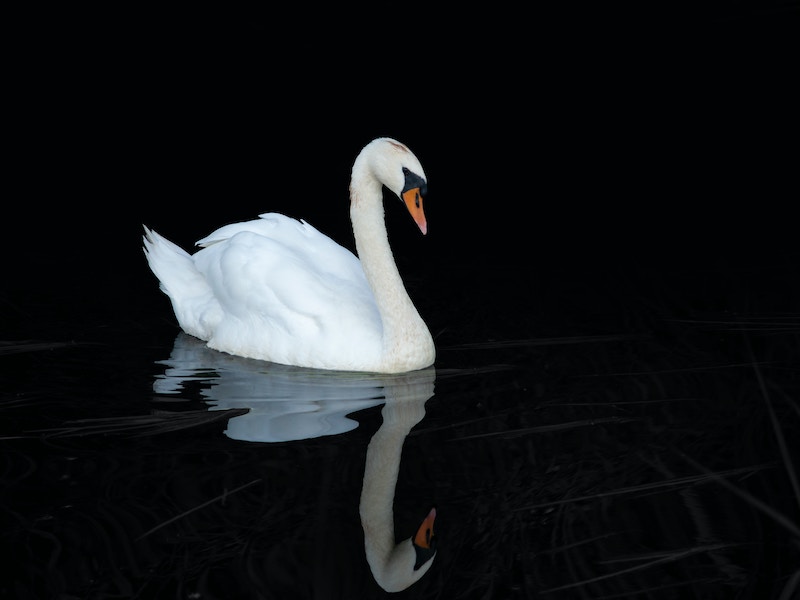 Un Cigno Di..auguri