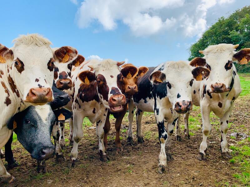 Fiera del Bestiame e dell’Agricoltura Scalvina