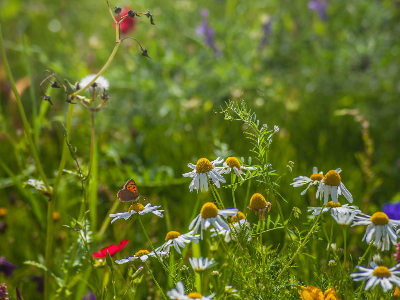 Settimane Della Montagna Settima Giornata Biodiversità
