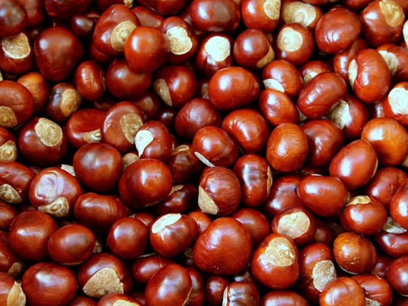 Foto Castagnata Avis