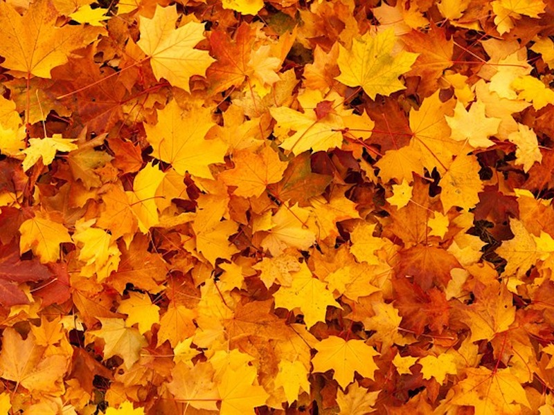 Foto Passeggiata D'autunno