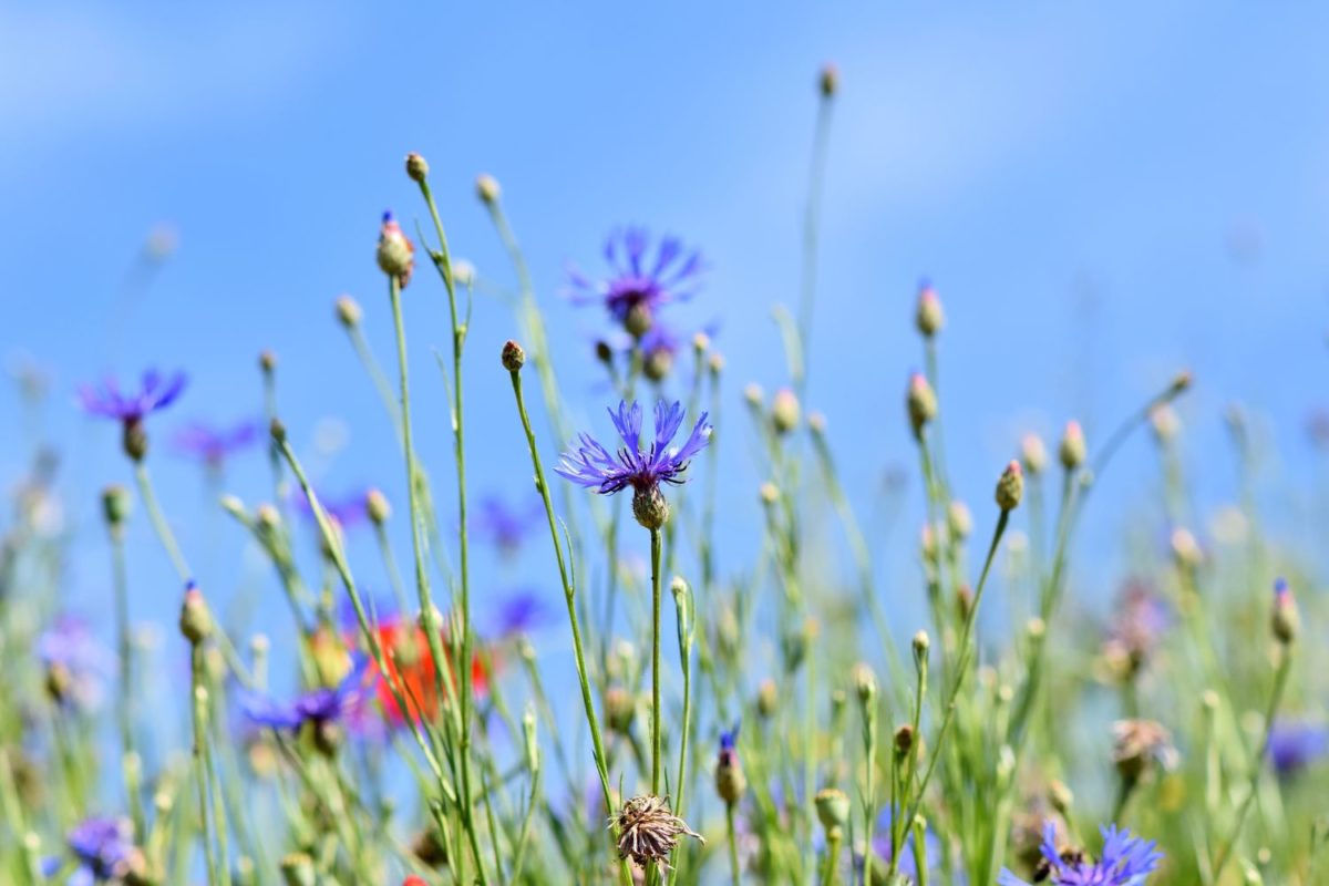 Disegnare fiori e erbe