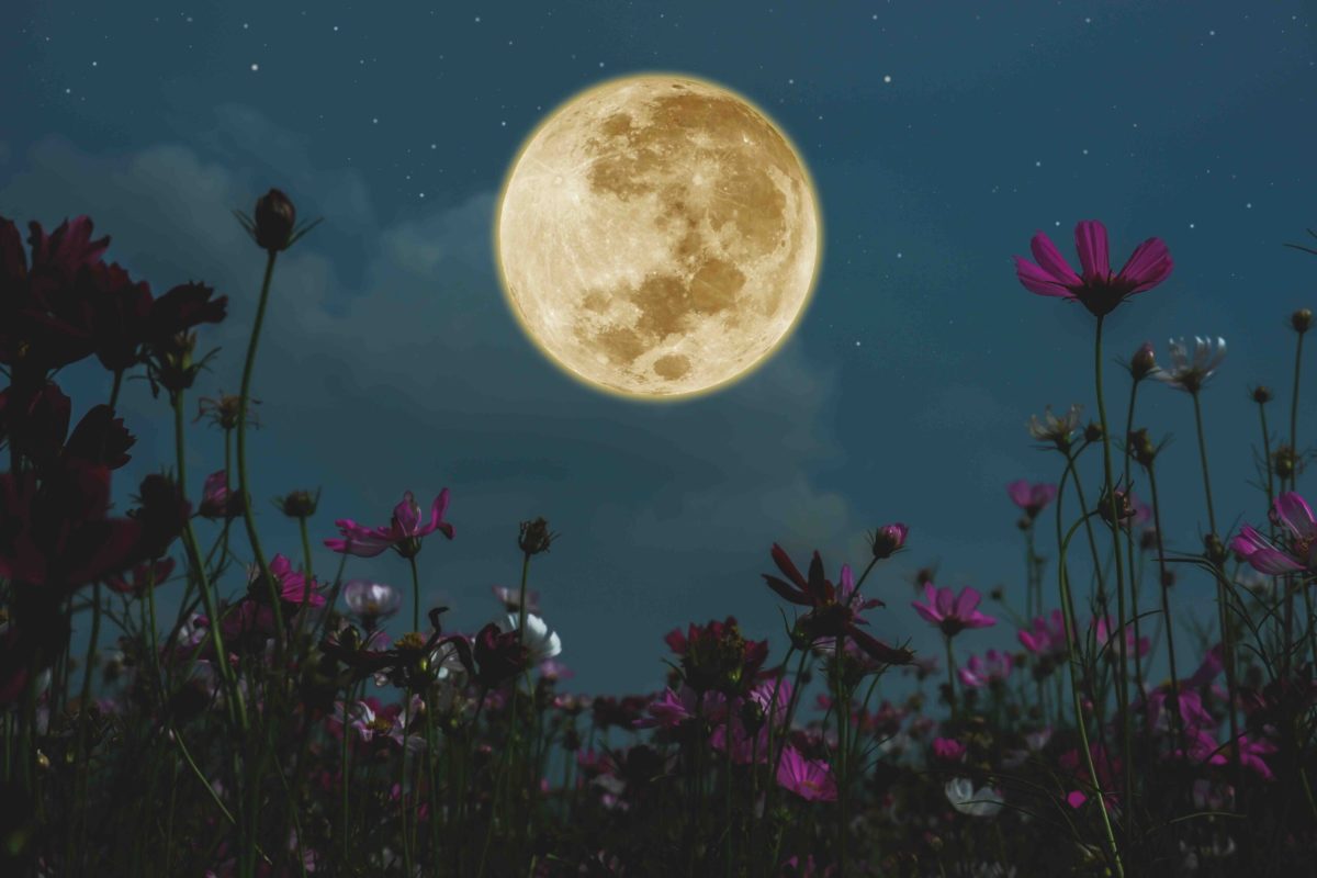 Camminata con la Luna piena dei fiori al Farno Gandino Maggio 2025