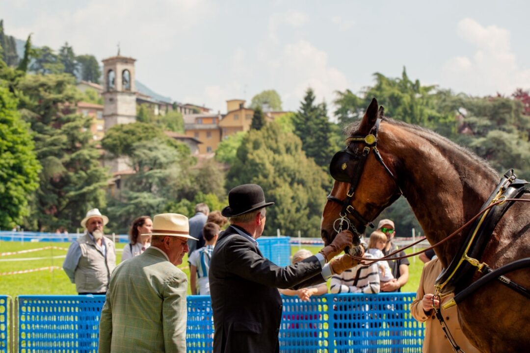 thumbnail La voce del cavallo