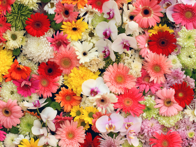 Casale In Fiore Giugno 2025