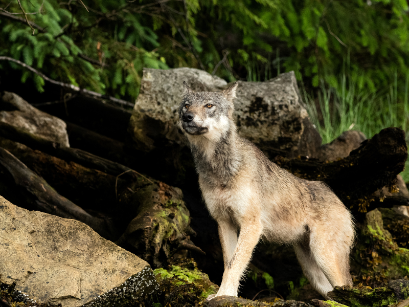Settimane Della Montagna Decima Giornata