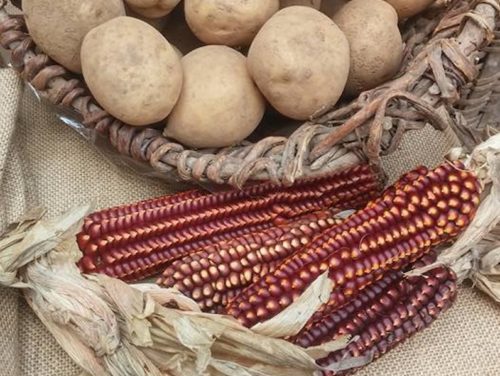 intrecci_condivisi_rovetta_patata