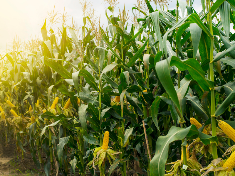 Selezione Genetica Del Mais Ad Impollinazione Libera Gandino