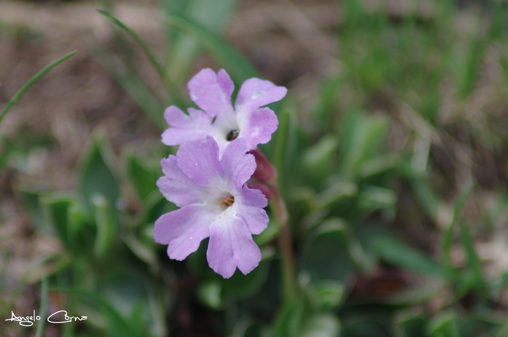 12 Primula Albensis