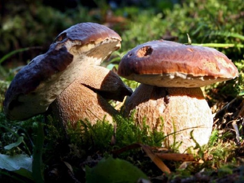 thumbnail Mostra del fungo e della natura