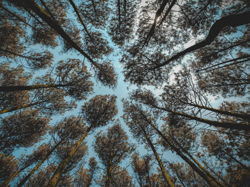 thumbnail ANNULLATO | Aperibosco in musica – 1º appuntamento