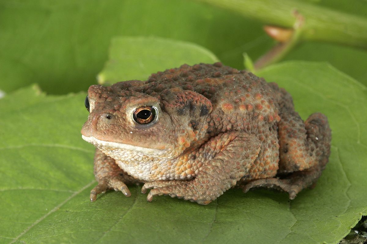 Bufo Bufo 03 Clean