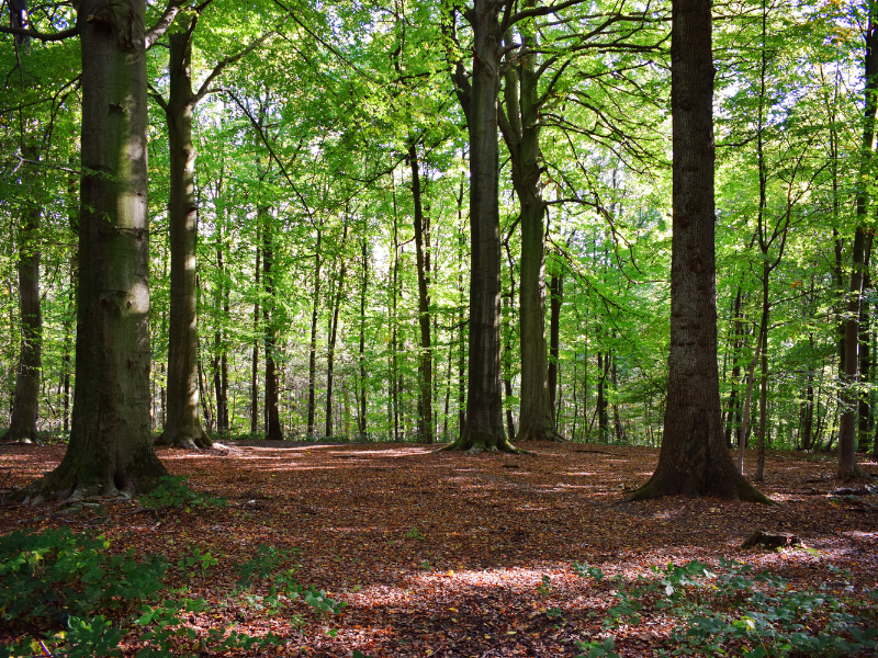 Camminate Guidate In Piazzo