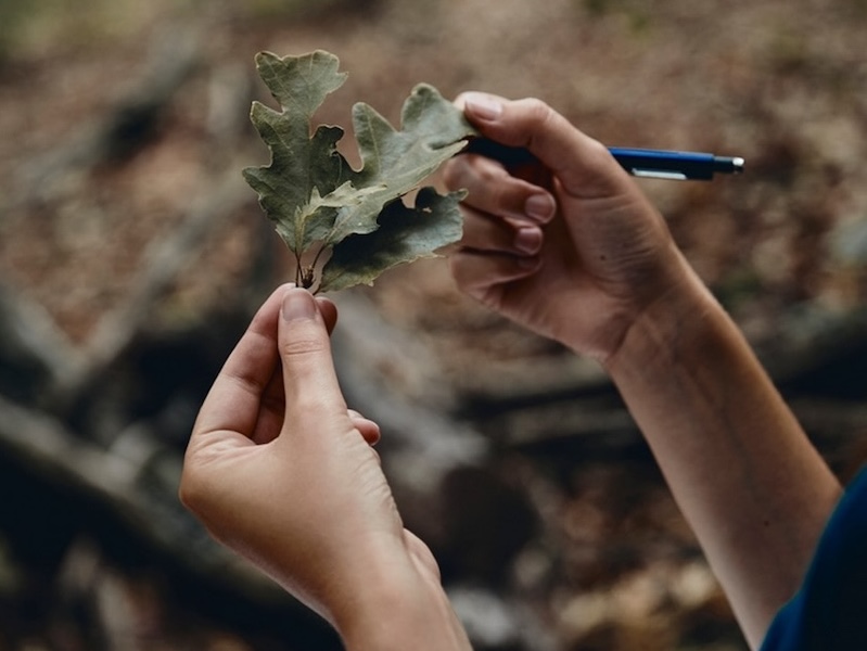 thumbnail Forest Bathing e disegno all’aperto a Predusolo