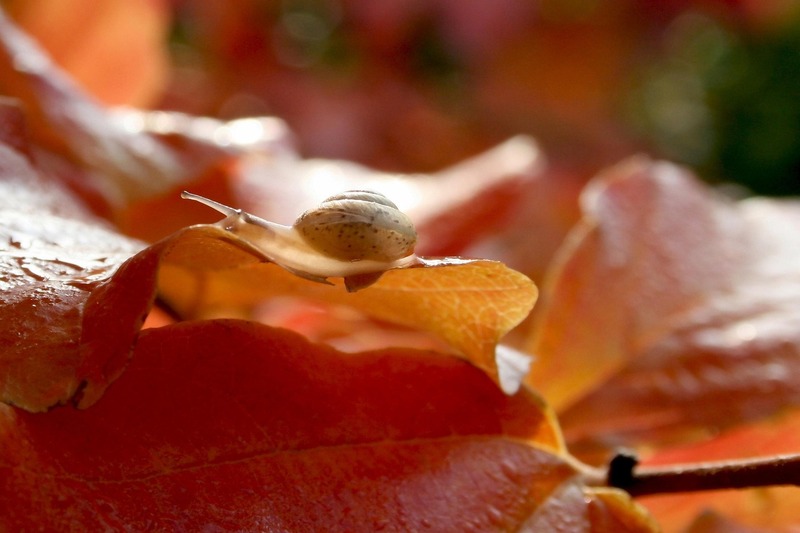 thumbnail Chiocciole in autunno