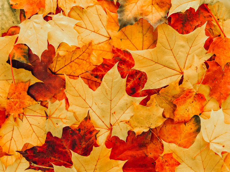 thumbnail Colori e Frutti dell’autunno