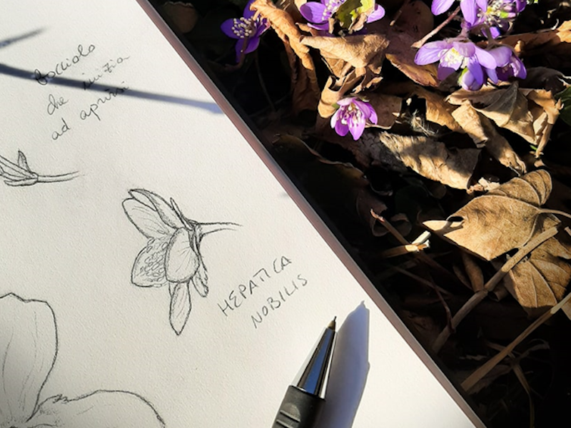 thumbnail Corso di disegno base delle piante