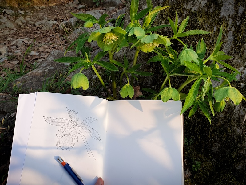 thumbnail Corso di disegno base: Crea il tuo erbario