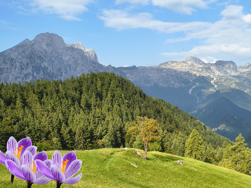 thumbnail Alla scoperta dei fiori della Val di Scalve