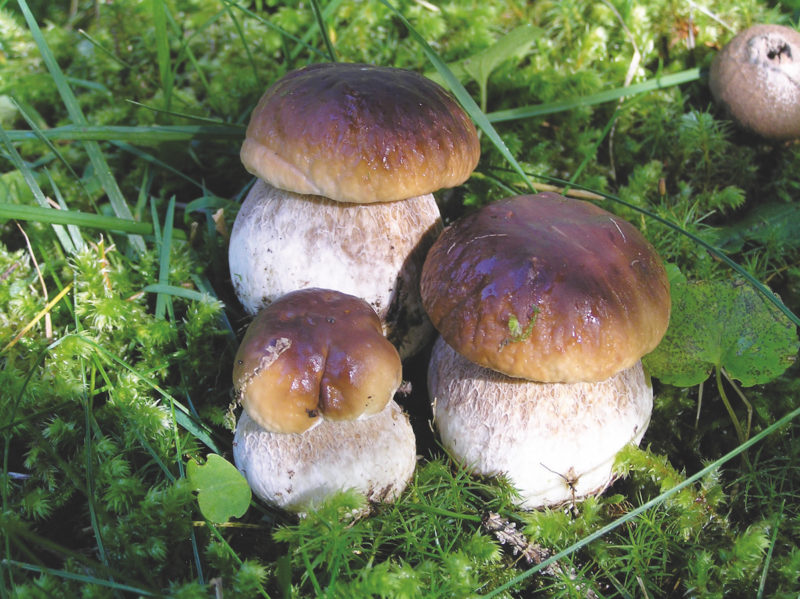 thumbnail Escursione naturalistica micologica sul Monte Belloro