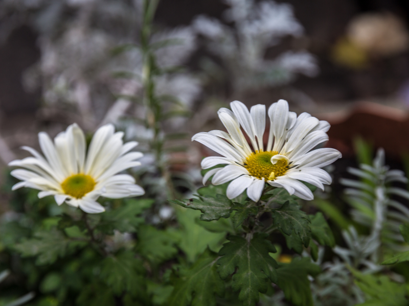 Casale In Fiore