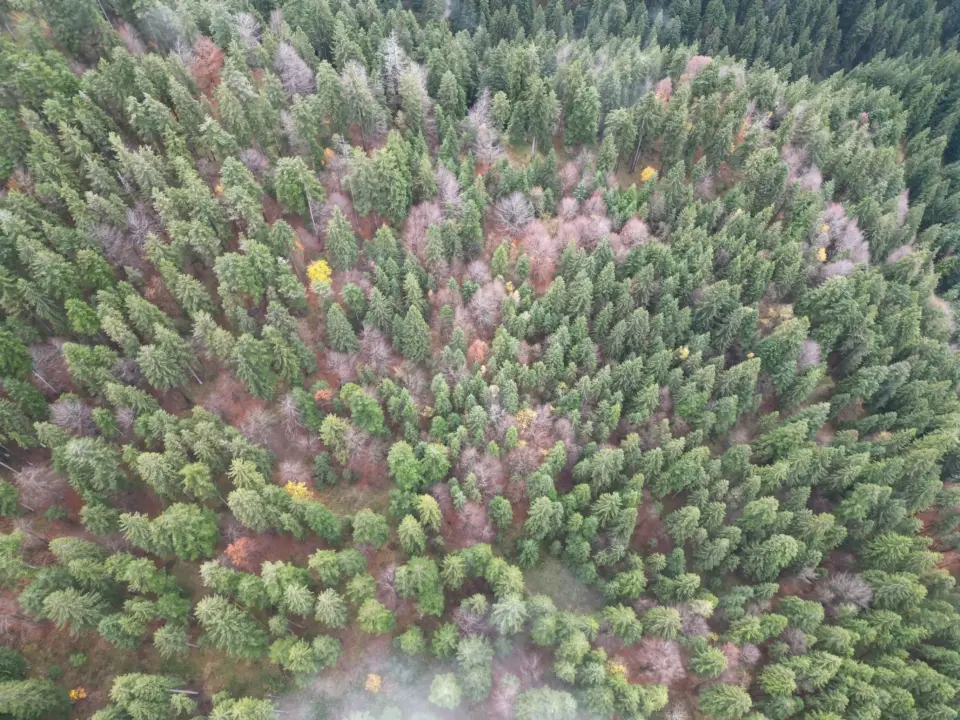 Valseriana Riforestazione1