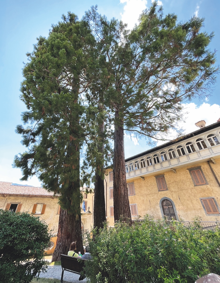 Sequoie, parco Nastro Azzurro - Clusone