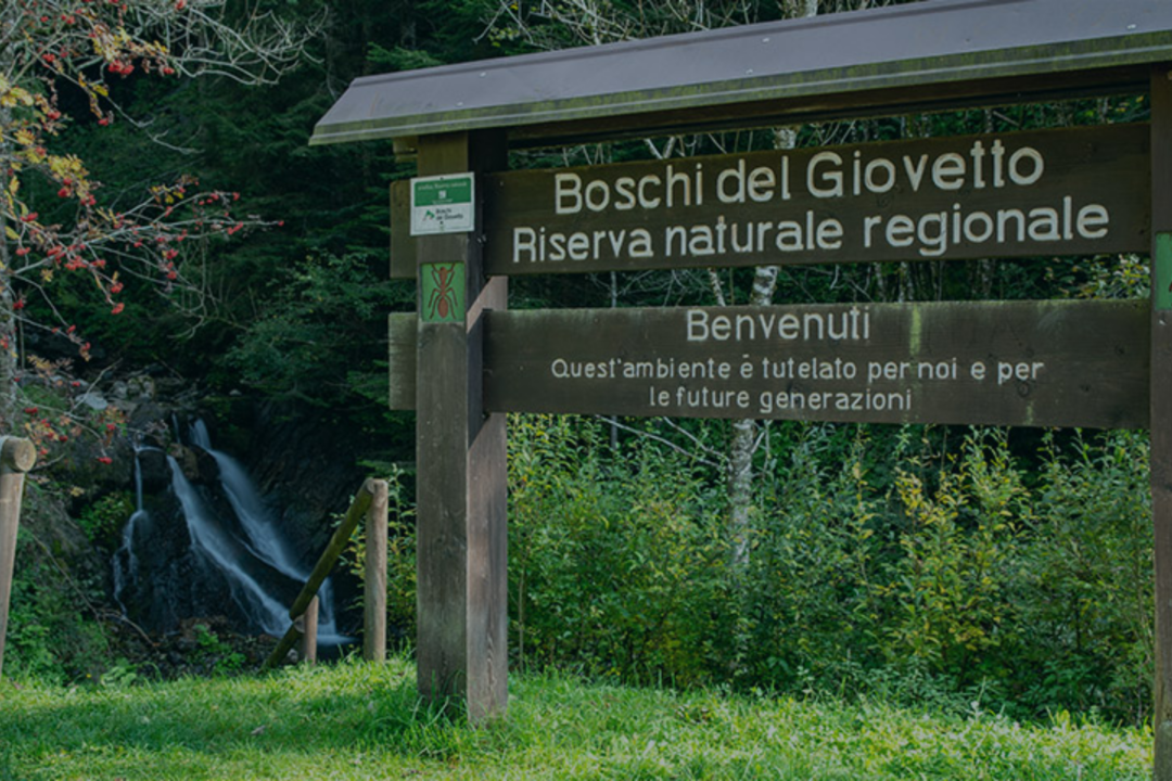 thumbnail A passo di formica – Trek & Forest Bathing