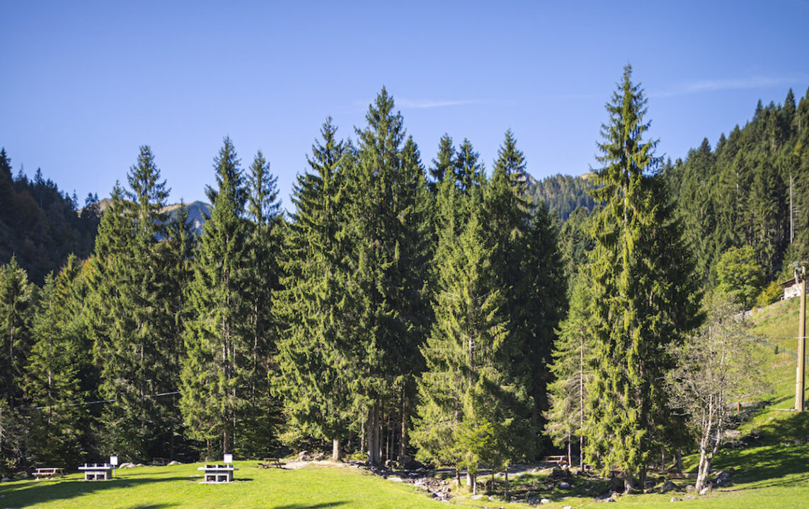 thumbnail Il respiro del bosco: “Radici”