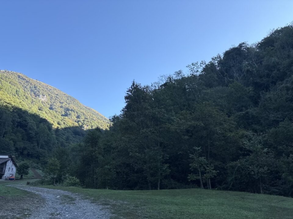 thumbnail Il respiro del bosco: “Germogli”